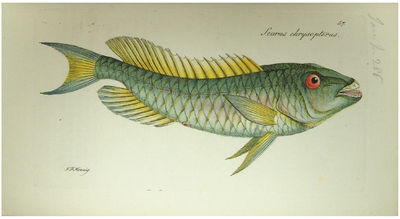 Systema Ichthyologiae iconibus CX illustratum. Post obitum auctoris opus inchoatum absolvit, correxit, interpolavit Jo. Gottlob Schneider, Saxo. - [ALL THE FISH OF THE WORLD] (photo 6)