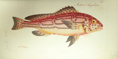 Systema Ichthyologiae iconibus CX illustratum. Post obitum auctoris opus inchoatum absolvit, correxit, interpolavit Jo. Gottlob Schneider, Saxo. - [ALL THE FISH OF THE WORLD] (photo 7)