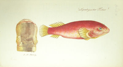 Systema Ichthyologiae iconibus CX illustratum. Post obitum auctoris opus inchoatum absolvit, correxit, interpolavit Jo. Gottlob Schneider, Saxo. - [ALL THE FISH OF THE WORLD] (photo 8)