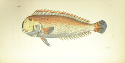 Systema Ichthyologiae iconibus CX illustratum. Post obitum auctoris opus inchoatum absolvit, correxit, interpolavit Jo. Gottlob Schneider, Saxo. - [ALL THE FISH OF THE WORLD] (photo 9)