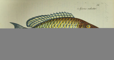 Systema Ichthyologiae iconibus CX illustratum. Post obitum auctoris opus inchoatum absolvit, correxit, interpolavit Jo. Gottlob Schneider, Saxo. - [ALL THE FISH OF THE WORLD] (photo 10)