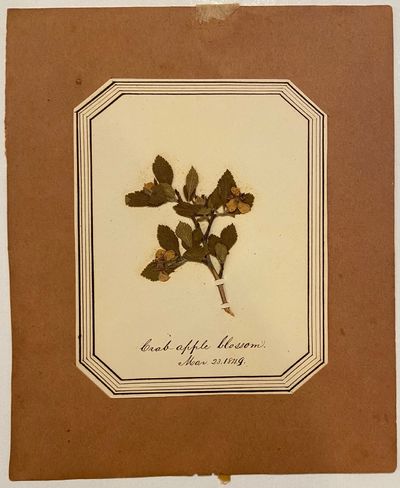 Crab apple blossom; Mar 23, 1849