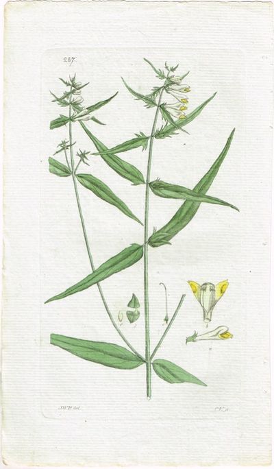 Pl. 287. (Stormarimjelle / Melampyrum Pratense).…