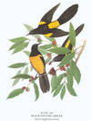 The Arion Press Prospectus for Birds of the Pacific Slope, as Painted & Described by Andrew Jackson Grayson