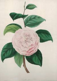 'Camellia Japonica Fordi'. One flower and leaves by F.W. Smith