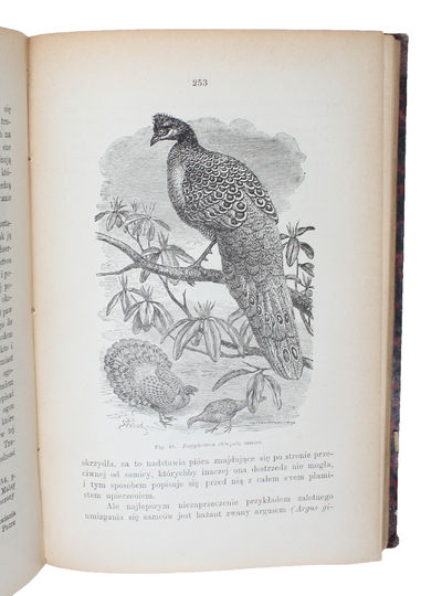 Dobór plciowy. Przetlomaczyl z angielskiego za upowaznieniem autura Ludwik Maslowski. [i.e. Polish: "Descent of Man", Translated by Ludwik Maslowski]. 2 vols.  - [POLISH TRANSLATION OF DARWIN'S 'THE DESCENT OF MAN'] (photo 2)