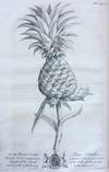 The Natural History of Barbados. In Ten Books.