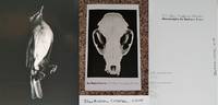 BARBARA CRANE: STILL LIFES: NATURES MORTES