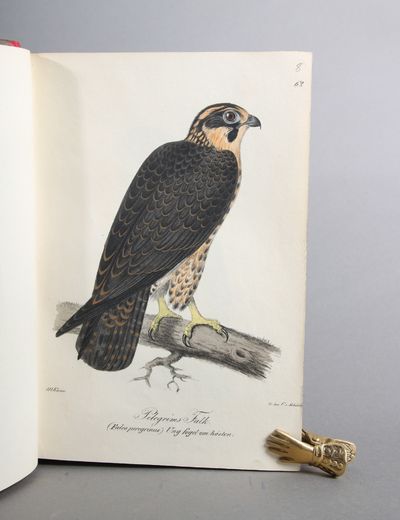 Illuminerade figurer till Skandinaviens fauna, med Text utgifne af -. Bind I-II (Text - Plancher). (photo 2)