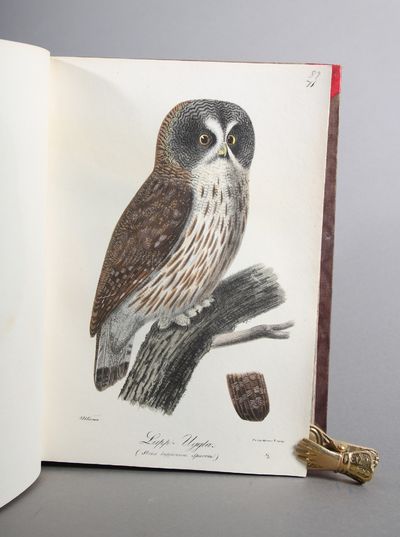 Illuminerade figurer till Skandinaviens fauna, med Text utgifne af -. Bind I-II (Text - Plancher). (photo 3)