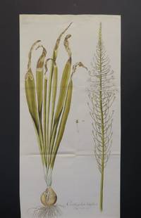 image of Ornithogalum Latifolium