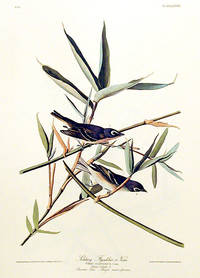 Solitary Flycatcher or Vireo. From The Birds of America (Amsterdam Edition)