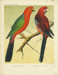 King Parrakeet, Pennant&#039;s Parrakeet.  Chromolithograph by Rutledge, William after - 1890