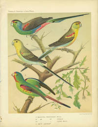 Beautiful Parrakeet, Swift Lorikeet. Chromolithograph