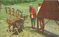 Feeding the deer at the Gatlinburg Ski Resort, Gatlinburg, Tennessee 1960s unused Postcard