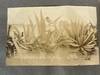 View Image 11 of 24 for 1906-1908 Early Mexico and California Border Vernacular Photo Album Inventory #20028