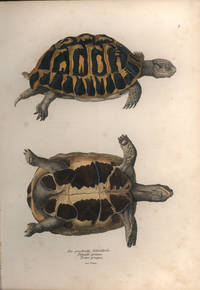 cover of Naturgeschichte Und Abbildungen Der Reptilien Nach Den Neuesten Systemen