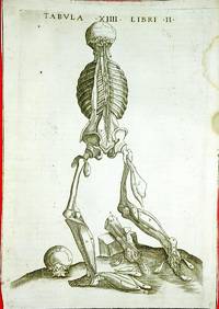 Anatomia del corpo humano nuovamente ristampata e con l