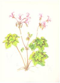 image of A PORTFOLIO of PELARGONIUMS (4 off), Signed