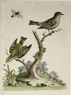 [BIRD PRINT]. The Golden-crowned Wren, and The Ruby-crowned Wren