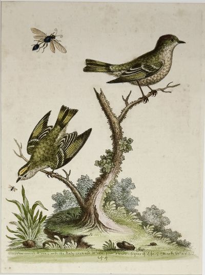 [BIRD PRINT]. The Golden-crowned Wren, and The Ruby-crowned Wren