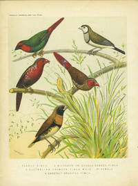 image of Parrot Finch, Double Banded Finch, Australian Crimson Finch, Chestut-breasted Finch