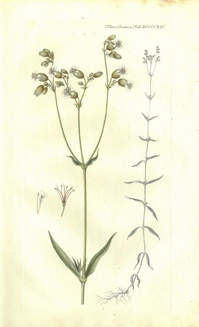 Plansje DCCCCXIV fra Flora Danica. Sjette hefte.