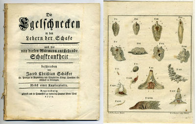 Die Egelschnecken in den Lebern der Schafe und…