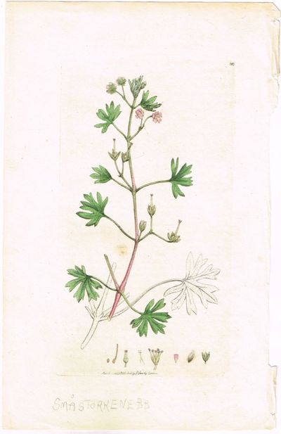 Pl. 385 (Småstorkenebb / Geranium pusillum /…