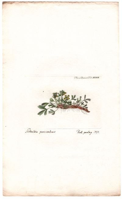 Tab. XXXII. Sibbaldia procumbens L.,…