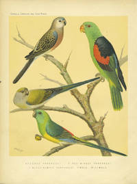 image of Bourke's Parrakeet, Red-winged Parrakeet, Blood rumped Parrakeet. Chromolithograph