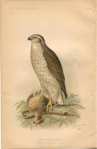 American Goshawk - single original antique chromolithographed plate from "The Hawks and Owls of the United States in Their Relation to Agriculture