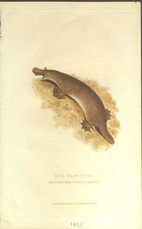 image of Red platypus, Ornithorhynchus rufus. Color engraving