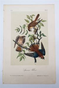 Sparrow Falcon Plate 22