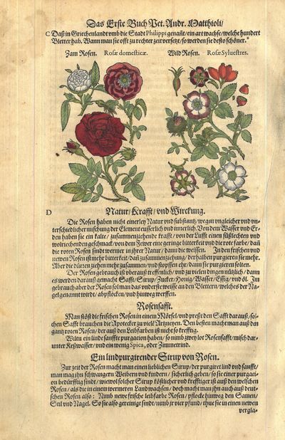Fam Rosen. Rosæ domesticæ. Wild Rosen. Rosæ…