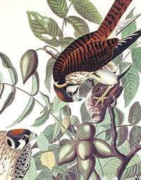American Sparrow Hawk. From 
