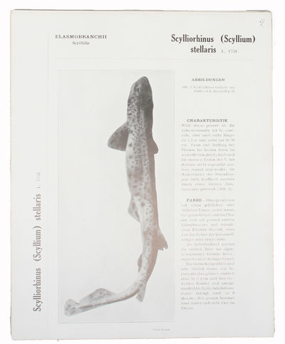 Faune Ichthyologique de l'Atlantique Nord. Classification + Planches. (photo 3)