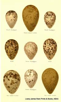 Eggs of  Wood Sandpiper, Black-tailed Godwit, Ruff, Green Sandpiper, Bar-tailed Godwit