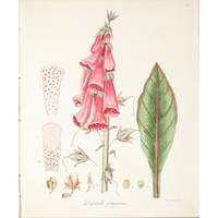 BOTANISCHES BILDERBUCH FUER DIE JUGEND UND FREUNDE DER PFLANZENKUNDE