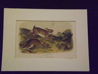 image of Quadrupeds of North America: Grey Rabbit.