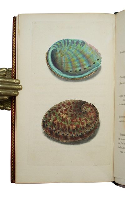 Natural History of British Shells