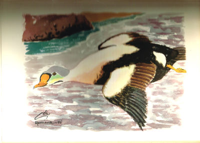 Grønlands Fugle. The Birds of Greenland. Med forord af Hans Hedtoft. Minister for Grønland. With a preface by Hans Hedtoft. Danish Prime Minister. (photo 2)