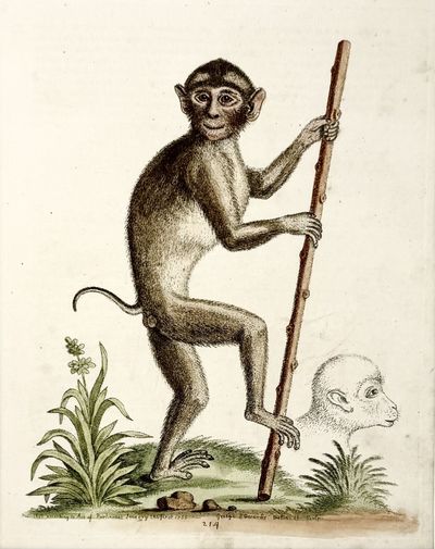 [PRINT]. The Pig-Tailed Monkey, from the Island of Sumatra, in the Indian Sea