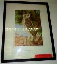 image of WHITE FACED OWL
