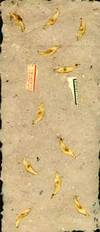Handmade Paper and Collage with Dried Maple Seeds and Scraps of Hanzi by Nancy Welch - Signed - from Alan Wofsy Fine Arts (SKU: 08-0633)