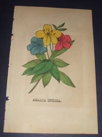 cover of Azalia Indica Original Hand Colored Botanical Engraving