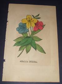 Azalia Indica Original  Hand Colored Botanical Engraving