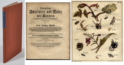 Verschiedene Zwiefalter und Käfer mit Hörnern.…
