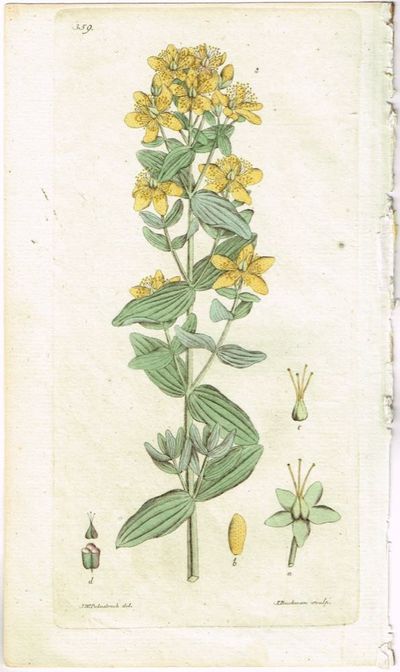 Pl. 359. (Kärrjohannesört). Fra verket Svensk…