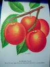 THE NURSERYMAN'S SPECIMEN BOOK OF AMERICAN FRUITS, FLOWERS, Ornamental Trees, Shrubs, Roses,  & c